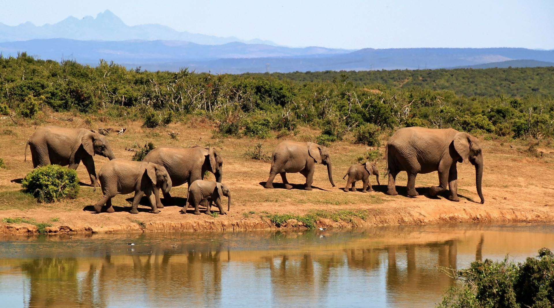 safari in Kenya