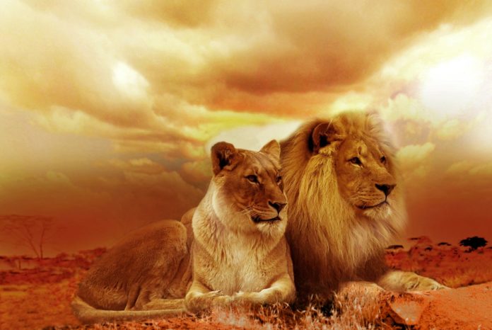 Safari in Kenya alla scoperta dei leoni