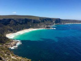 isola dei canguri in Australia