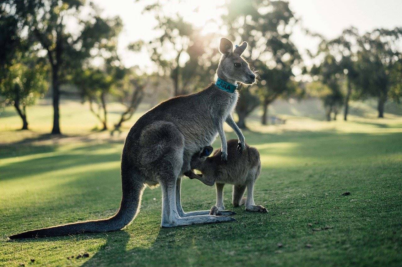 isola dei canguri in Australia