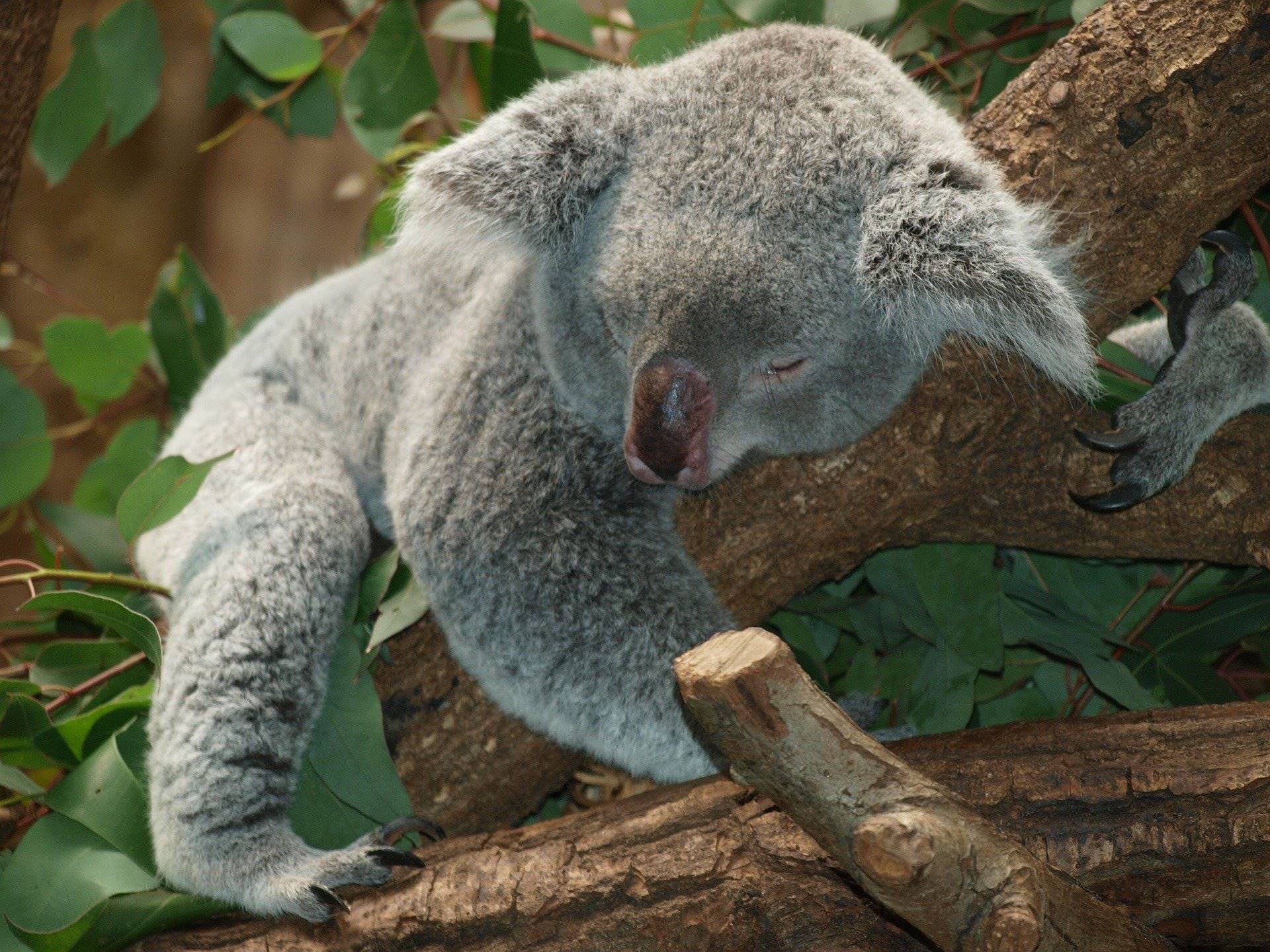 Koala nell'isola dei canguri in Australia