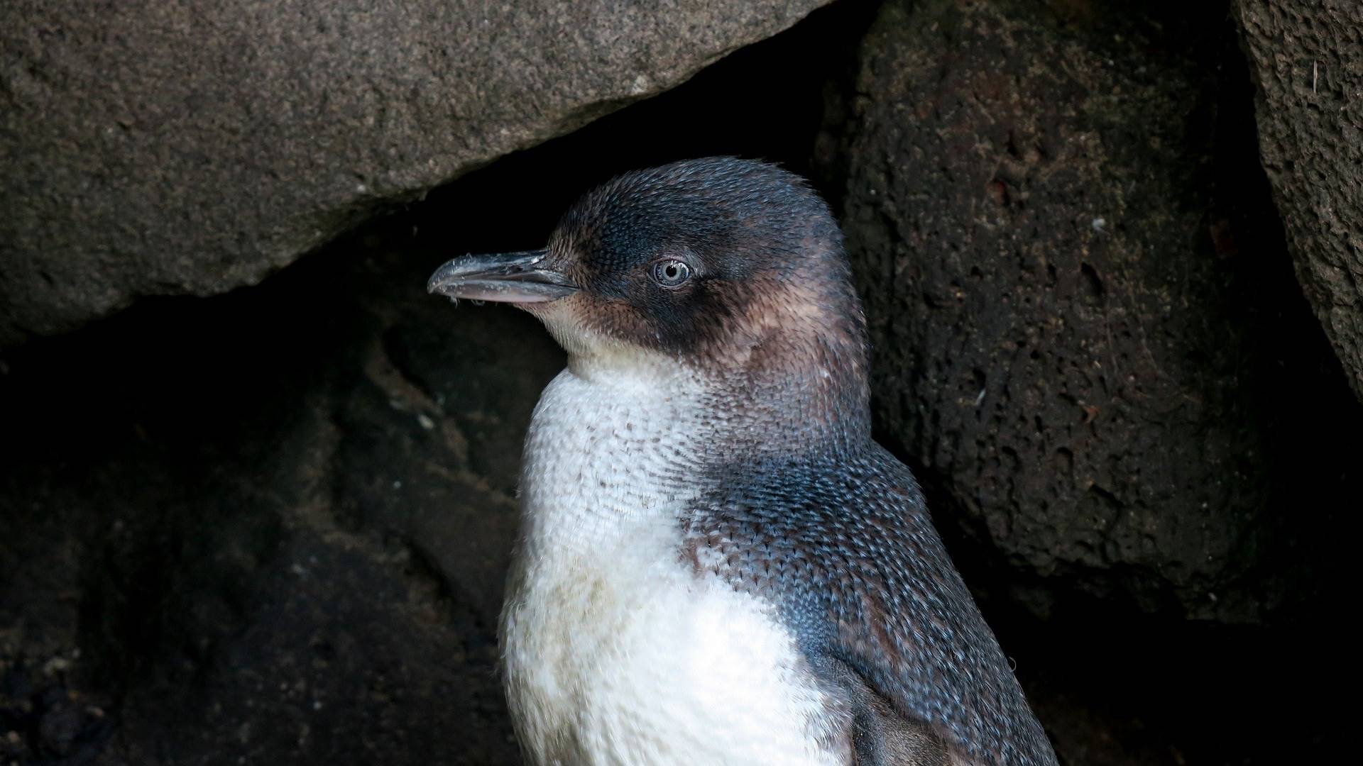 Pinguini in Australia