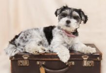 Viaggi in aereo con il cane: le regole da seguire