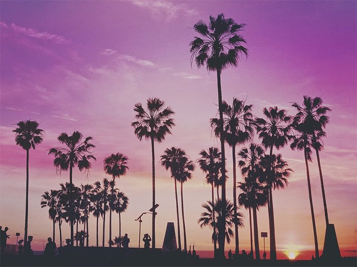 Palme sulle spiagge di Los Angeles